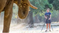 富豪CEO被大象踩踏身亡